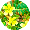 Estratto Tribulus terrestris