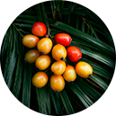 Estratto saw palmetto