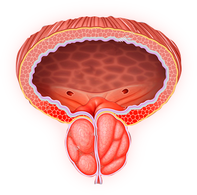 Informazioni sulla salute della prostata